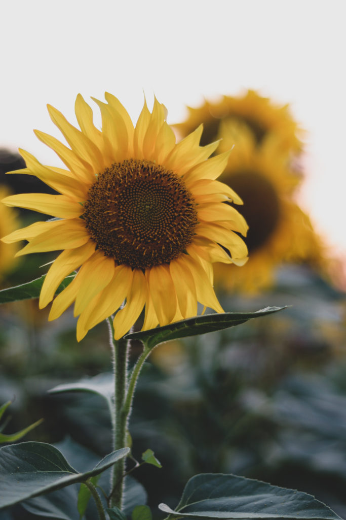 tournesol - photographie de voyage par Cam Harry