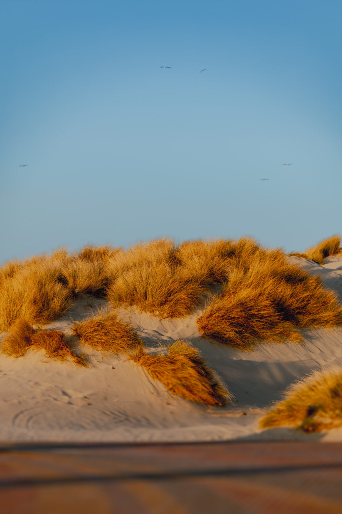 Dune de sable et oyats, photographie prise à Bray-Dunes.