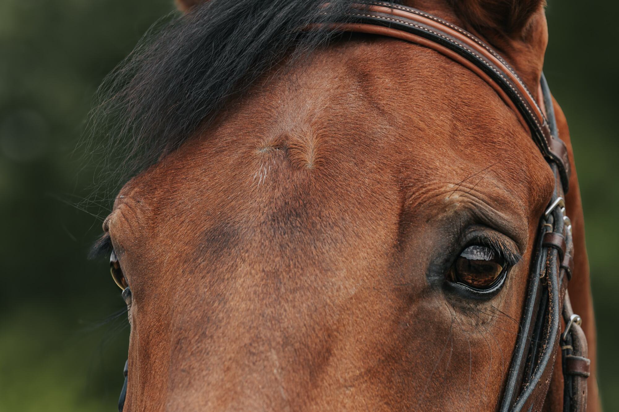 Portrait équin — cheval alezan de près
