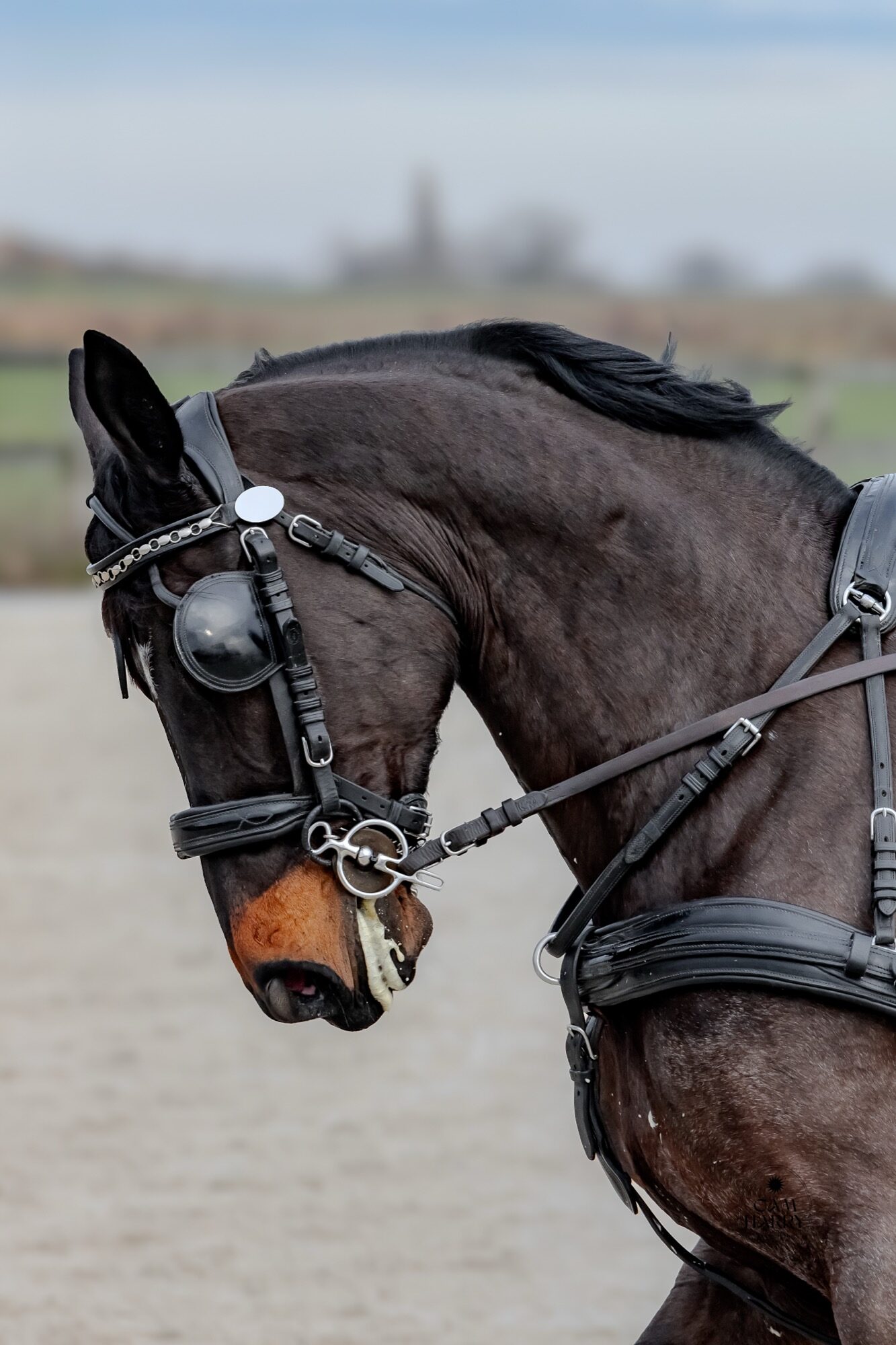 Portrait d’un cheval d’attelage de profil