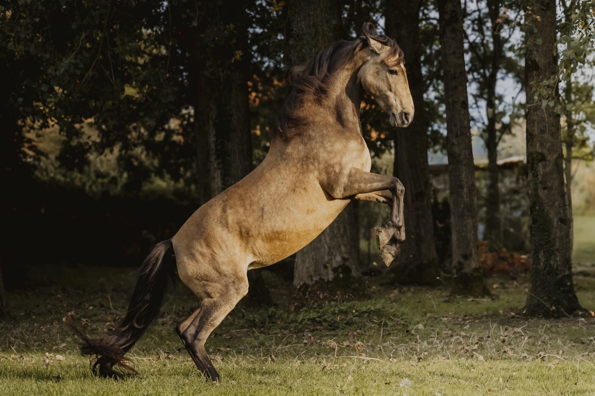 Cheval isabelle se cabrant en liberté